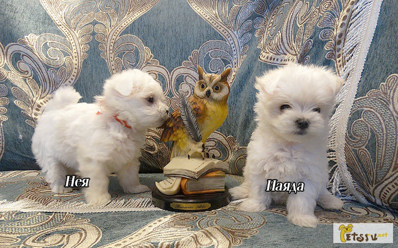 Мальтезе щенки в Челябинске
