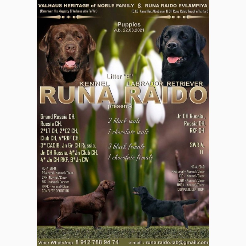 Фото 1/7. Питомник Runa Raido предлагает к продаже щенков лабрадора от титулованной пары