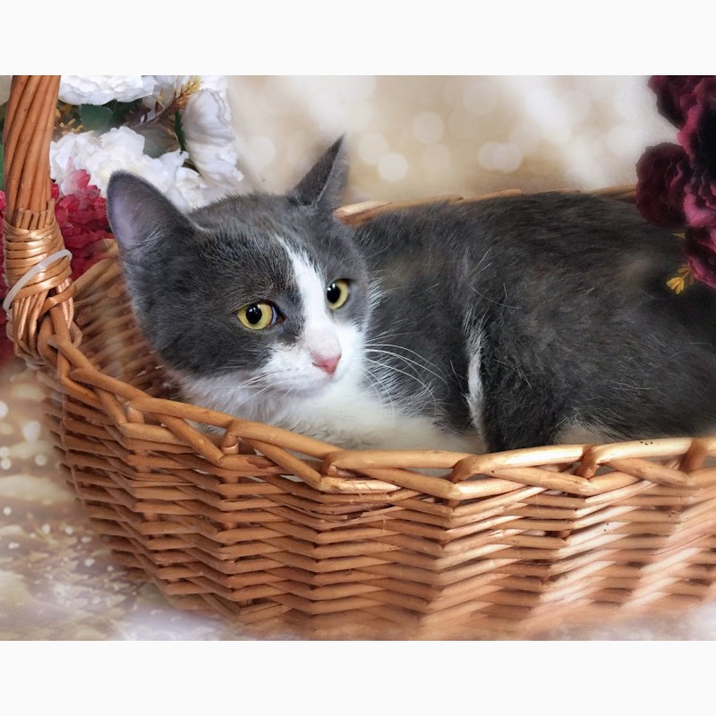 Фото 5. Очаровательная котёнка в голубом Лапушка в дар