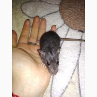 Породистые крысята дамбо