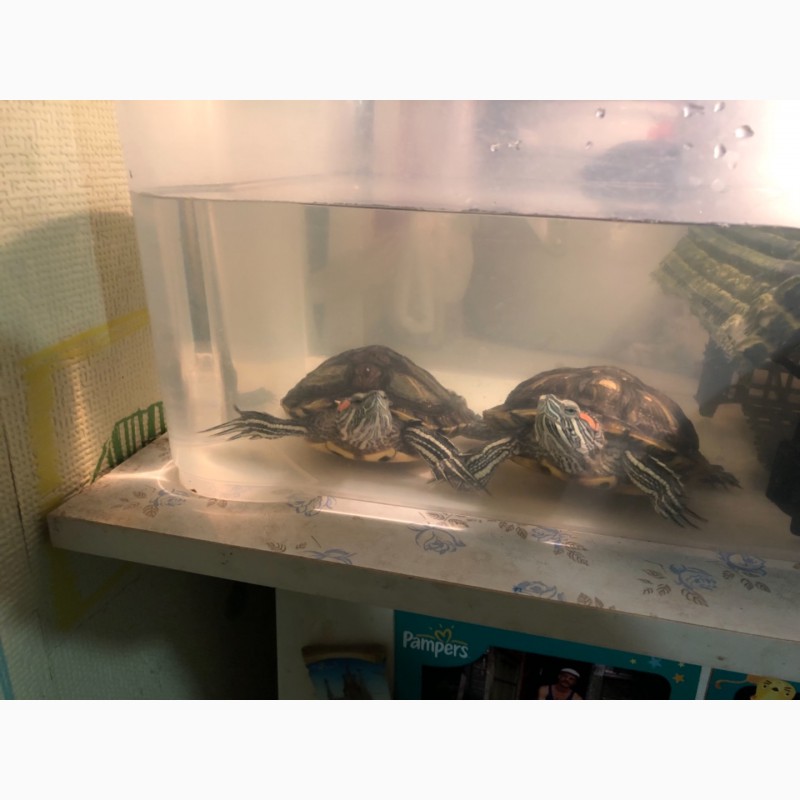 Фото 3. Красноухие черепахи