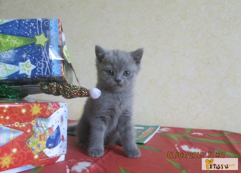 Фото 1/1. Продам котенка британца в Томске