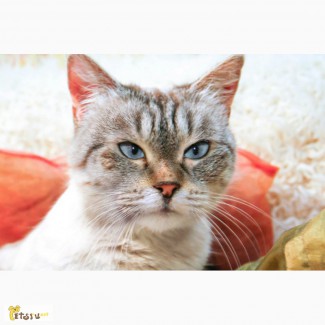 Истинная леди Дороти - чудесная тайская кошка ищет дом