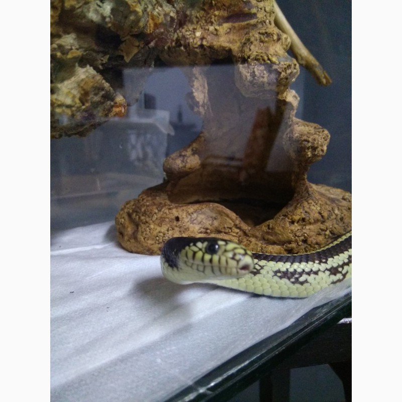 Фото 4. Калифорнийская королевская змея + террариум