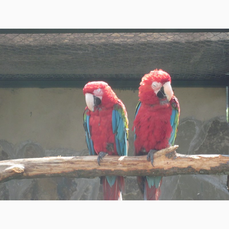 Фото 1/2. Попугай Красный Ара - Макао с питомника EkzoticZOO