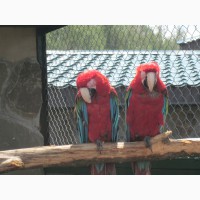 Попугай Красный Ара - Макао с питомника EkzoticZOO