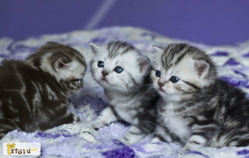 Фото 1/1. Британские мраморные котята. в Гатчине