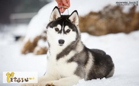 Предлагаются к продаже щенки Сибирского хаски.