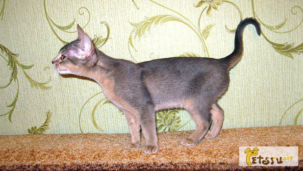 Фото 1/1. Продажа абиссинских котят от титулованны в Туле