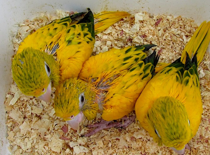 Фото 2. Аратинга золотая (Aratinga guarouba) - птенцы из питомника