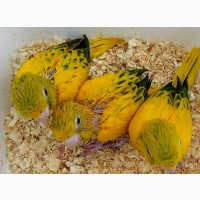 Аратинга золотая (Aratinga guarouba) - птенцы из питомника