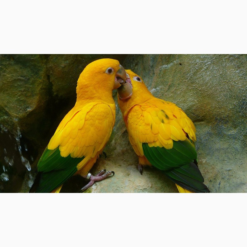 Фото 3/4. Аратинга золотая (Aratinga guarouba) - птенцы из питомника