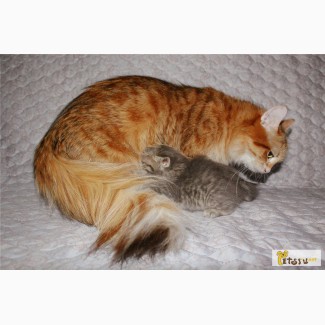 Сибирские котята от красавицы-мамочки
