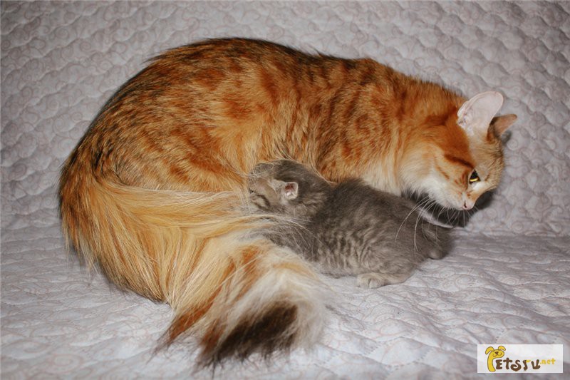 Фото 1/1. Сибирские котята от красавицы-мамочки