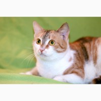Котенок Глория – трехцветная радость в поисках дома