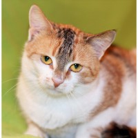 Котенок Глория – трехцветная радость в поисках дома