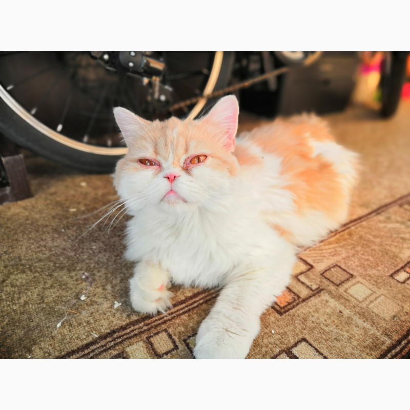 Фото 2/2. Экзо_персидская кошка. Перс, экзот