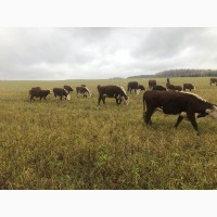 Продаём скот мясного направления по всей России