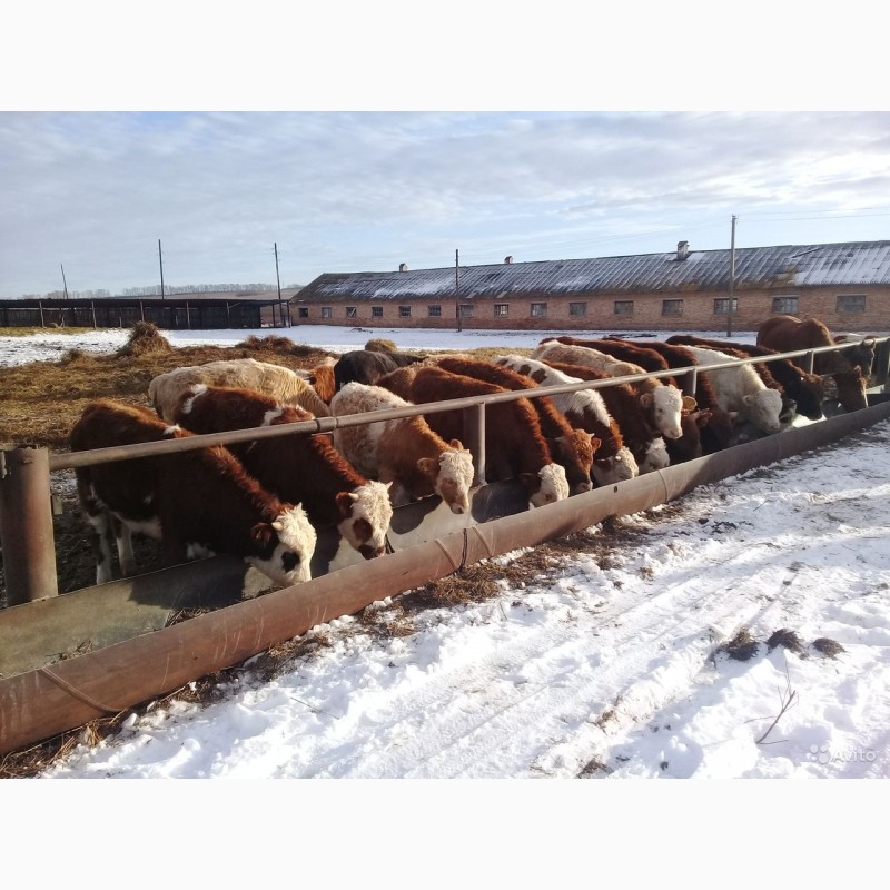 Фото 4. Продаём скот мясного направления по всей России