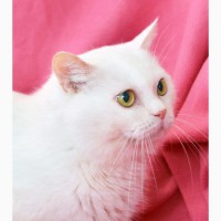 Котик Пушок – белоснежный домашний оберег в дар
