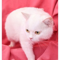 Котик Пушок – белоснежный домашний оберег в дар