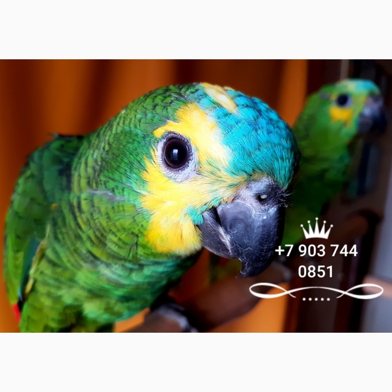 Фото 1/1. Ручные птенцы - синелобый амазон (Amazona aestiva aestiva) из питомника
