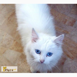 Ангорская красавица с голубыми глазами в Омске