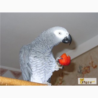 Краснохвостые жако ( большие попугаи)