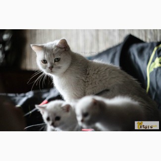Котята британской серебристой шиншиллы в Омске
