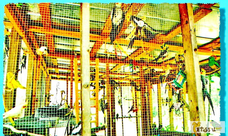 Фото 1/1. Волнистые попугаи опт розница, др виды в Москве