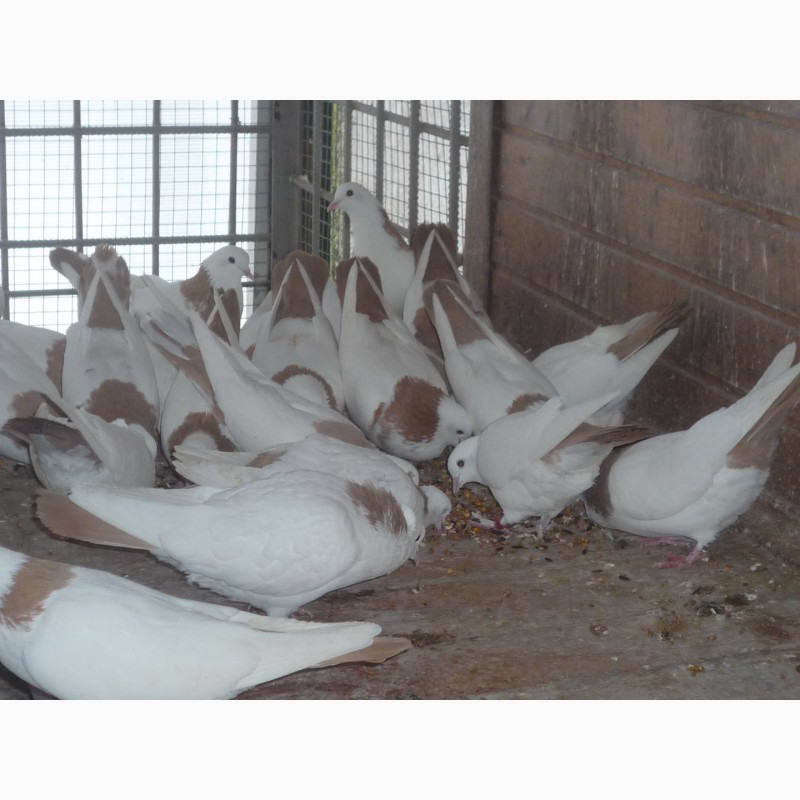 Фото 10. Продаю голубей разных пород