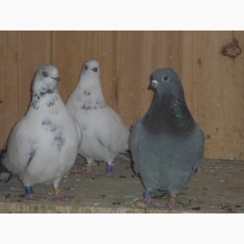 Фото 3. Продаю голубей разных пород