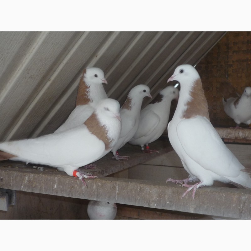 Фото 6. Продаю голубей разных пород