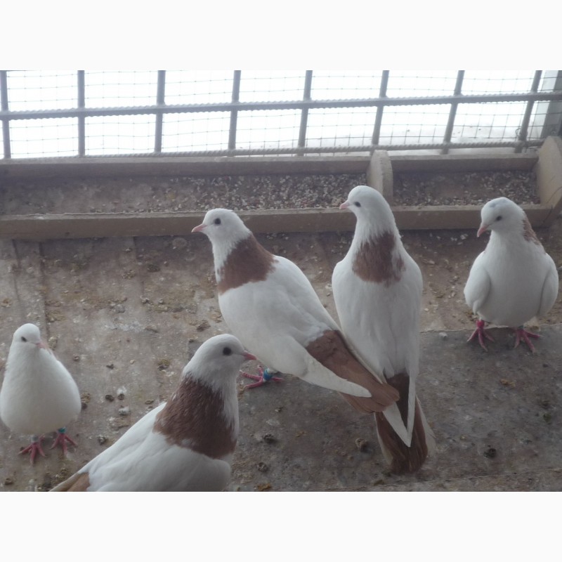 Фото 7. Продаю голубей разных пород