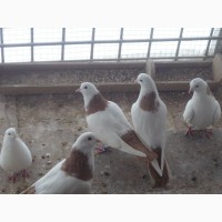 Продаю голубей разных пород