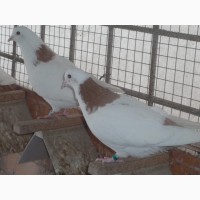 Продаю голубей разных пород