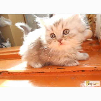 Котенок персидский затененная шиншилла в Тюмени
