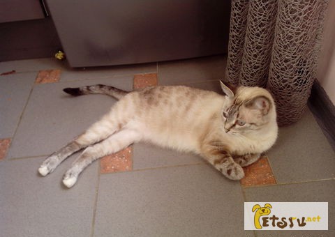 Тайская кошка Сима в добрые руки