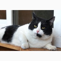 Шикарный и пухленький кот Дарик в поисках дома