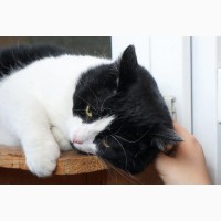 Шикарный и пухленький кот Дарик в поисках дома