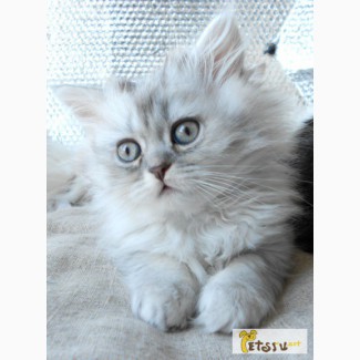 Котенок персидский в серебристой шубке в Екатеринбурге