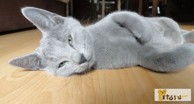 Фото 3. Продаются котята породы русская голубая Шоу класса из питомника Blue Grace