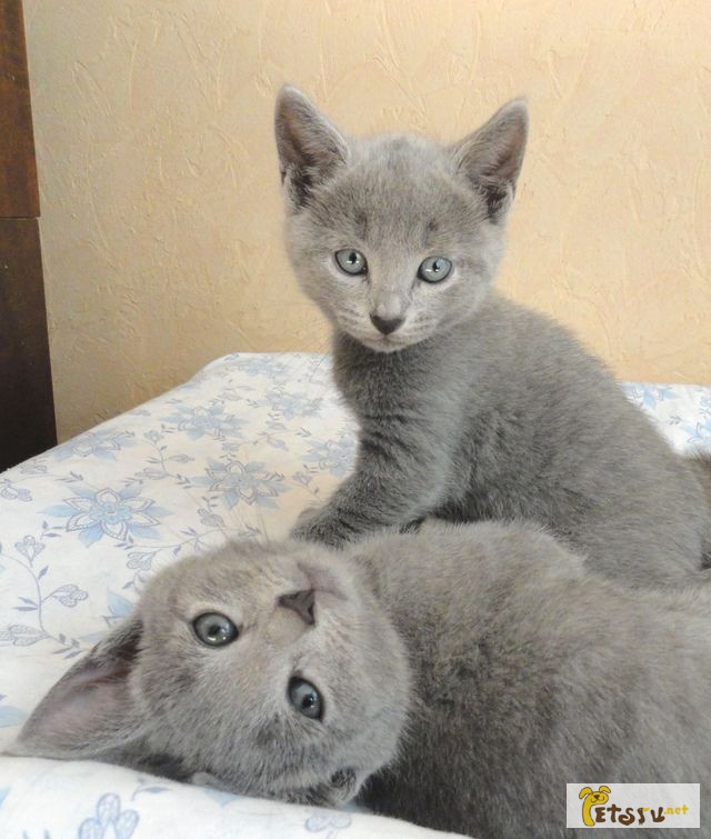 Фото 4. Продаются котята породы русская голубая Шоу класса из питомника Blue Grace