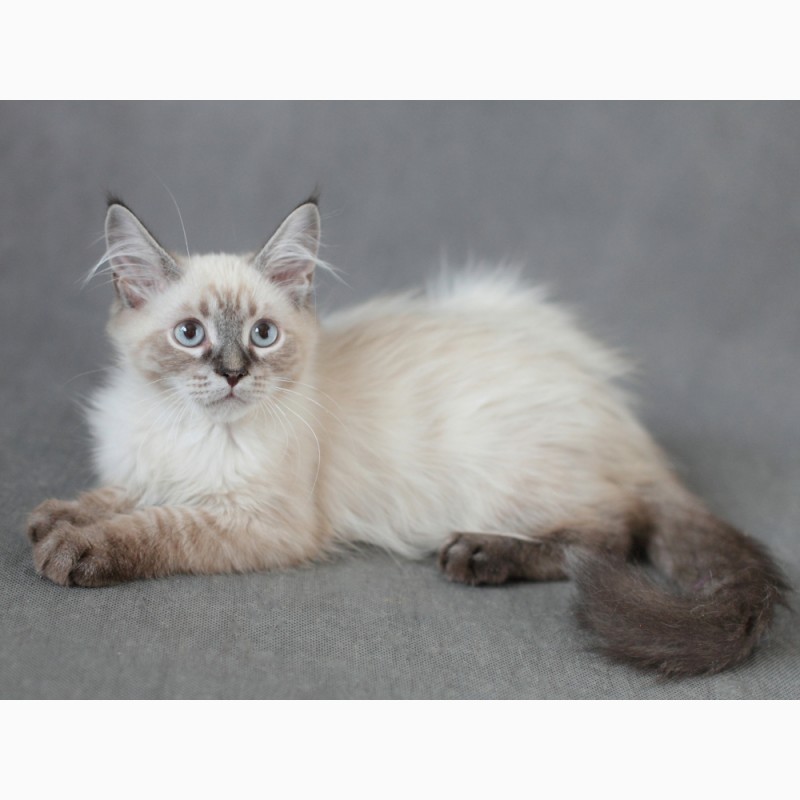 Фото 2. Невский Маскарадный котенок с отличной родословной