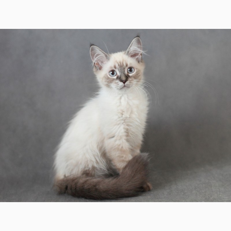 Фото 3. Невский Маскарадный котенок с отличной родословной