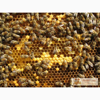 Пчелиная семья, пчелы