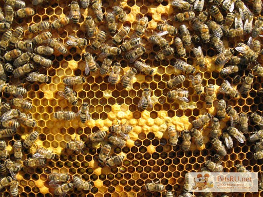 Фото 1/1. Пчелиная семья, пчелы