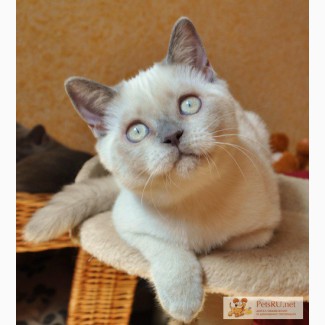 Эксклюзивный ванильный Британский кот - котенок окраса лилак-поинт!