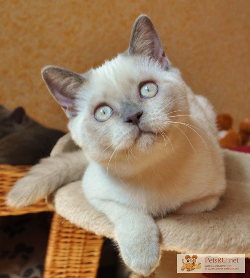 Фото 1/1. Эксклюзивный ванильный Британский кот - котенок окраса лилак-поинт!