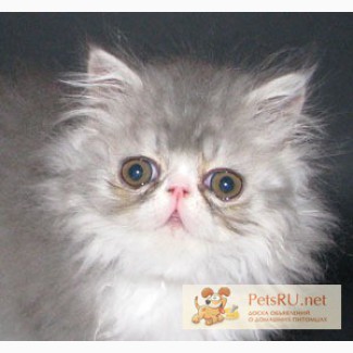 Продается персидский котик, 3 месяца